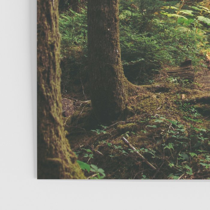 Woodland Landscape II Poster Gallery Image 3