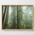 Redwood National Park - Misty Mountain Forest Adventure Serving Tray Gallery Image 1