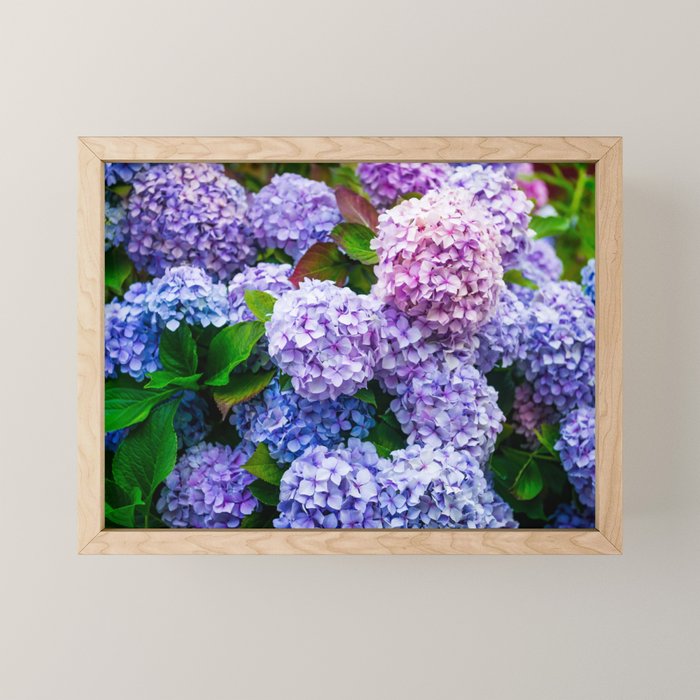 Purple Hydrangeas Blooming Mini Art Print Gallery Image 1