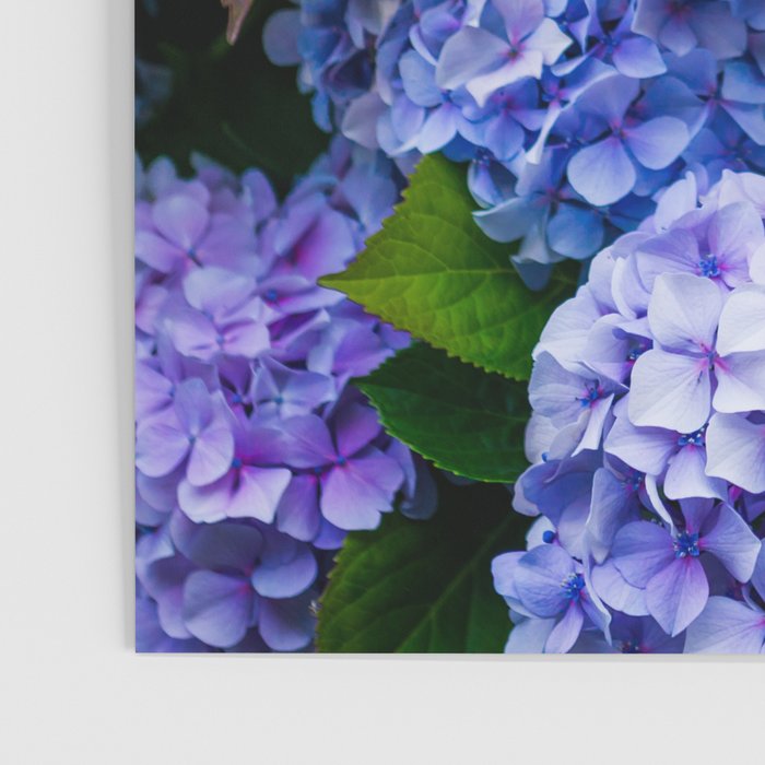 Purple Hydrangeas Blooming Poster Gallery Image 3