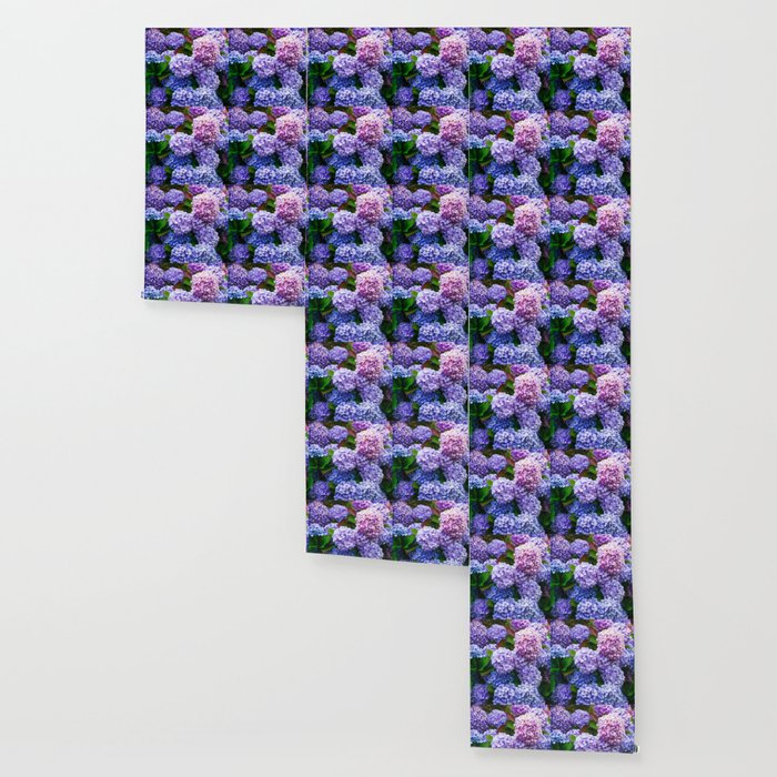 Purple Hydrangeas Blooming Wallpaper Gallery Image 3