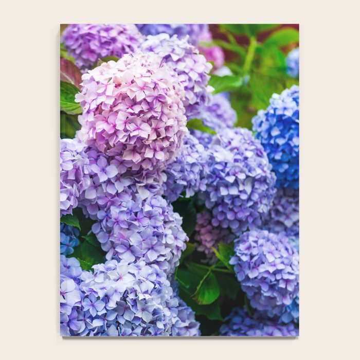 Purple Hydrangeas Blooming Notebook Gallery Image 4
