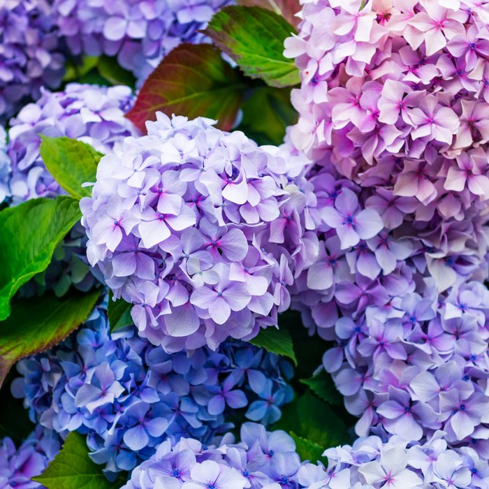 Purple Hydrangeas Blooming Coffee Mug Gallery Image 2