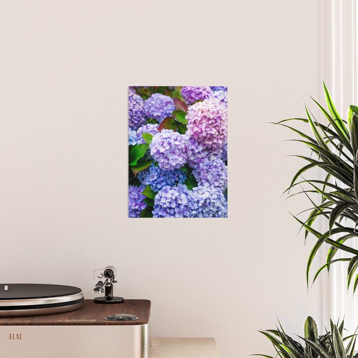 Purple Hydrangeas Blooming Poster Gallery Image 2