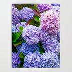 Purple Hydrangeas Blooming Poster Gallery Image 4
