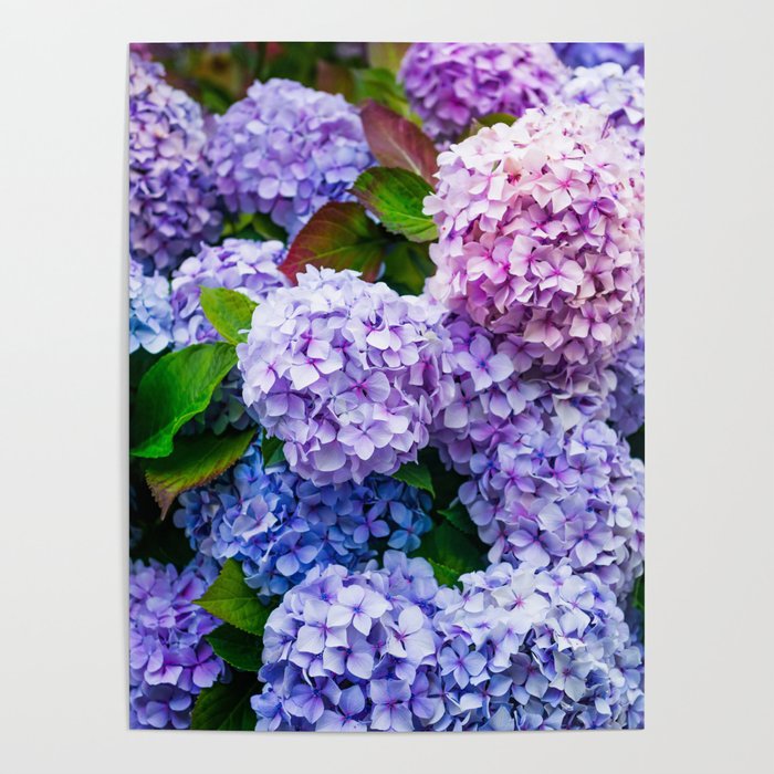 Purple Hydrangeas Blooming Poster Gallery Image 1