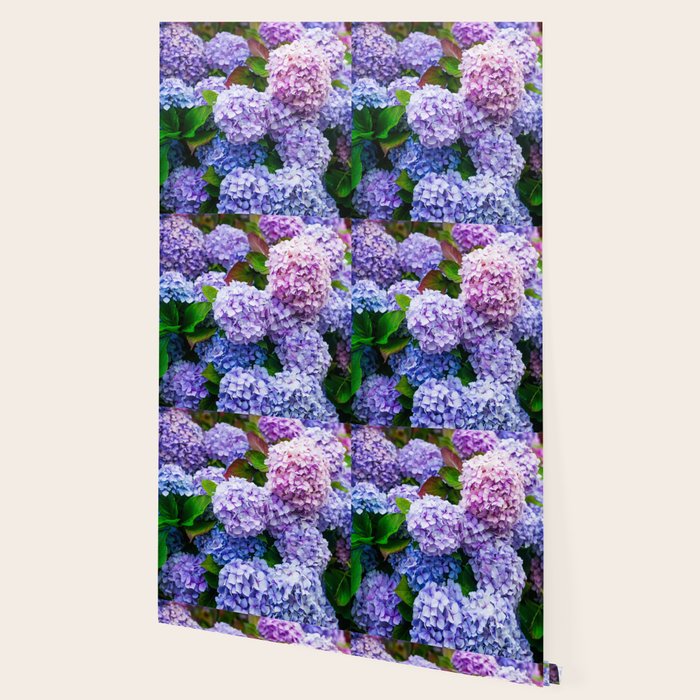 Purple Hydrangeas Blooming Wallpaper Gallery Image 2