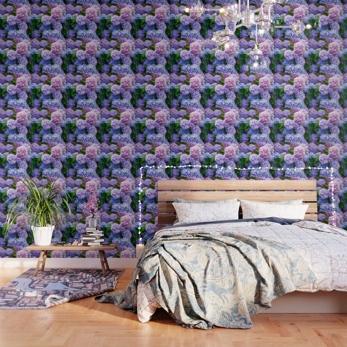 Purple Hydrangeas Blooming Wallpaper Gallery Image 1