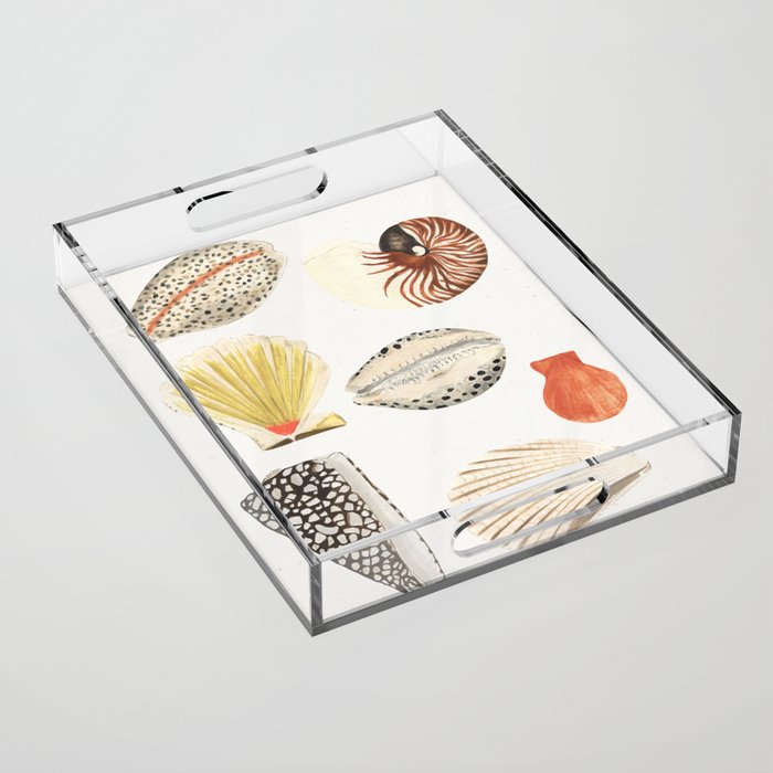 Shells Acrylic Tray Gallery Image 1