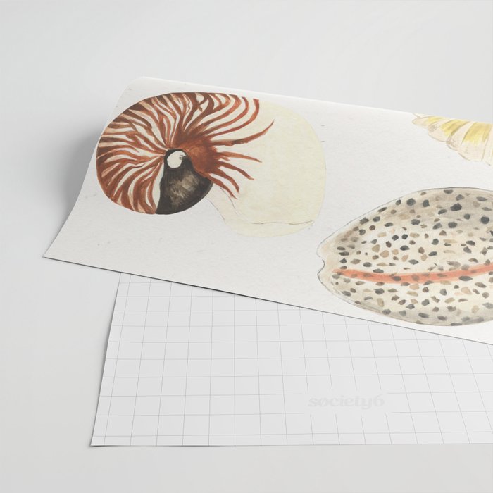 Shells Wrapping Paper Gallery Image 2