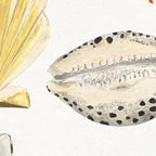 Shells Coffee Mug Gallery Image 2