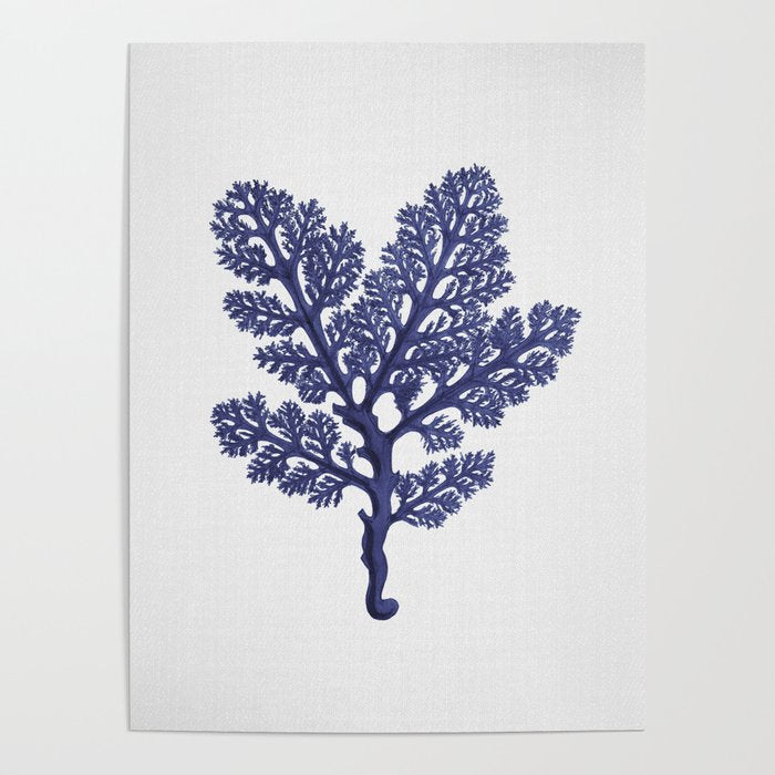 Seaweed 2 Poster Gallery Image 4