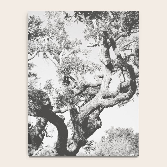 The Big Tree Rockport Texas Notebook Gallery Image 4