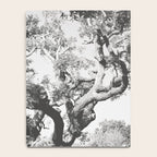 The Big Tree Rockport Texas Notebook Gallery Image 4