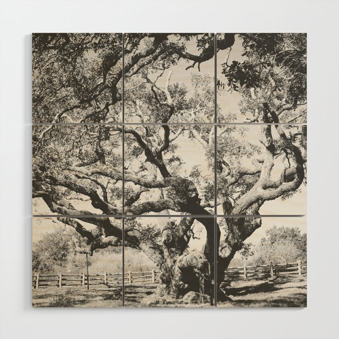 The Big Tree Rockport Texas Wood Wall Art Gallery Image 1