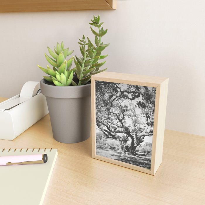 The Big Tree Rockport Texas Mini Art Print Gallery Image 2