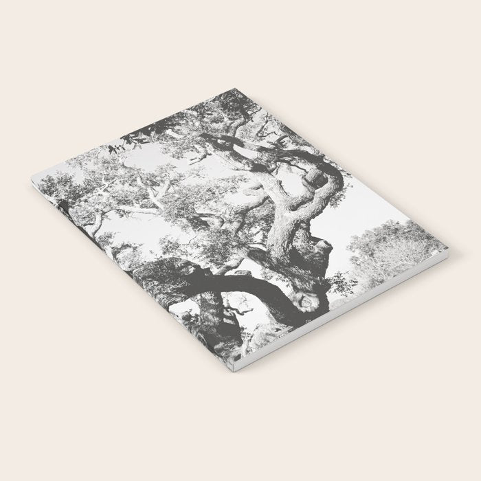 The Big Tree Rockport Texas Notebook Gallery Image 2