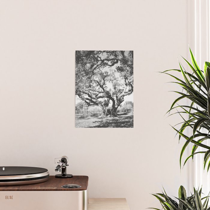 The Big Tree Rockport Texas Poster Gallery Image 2