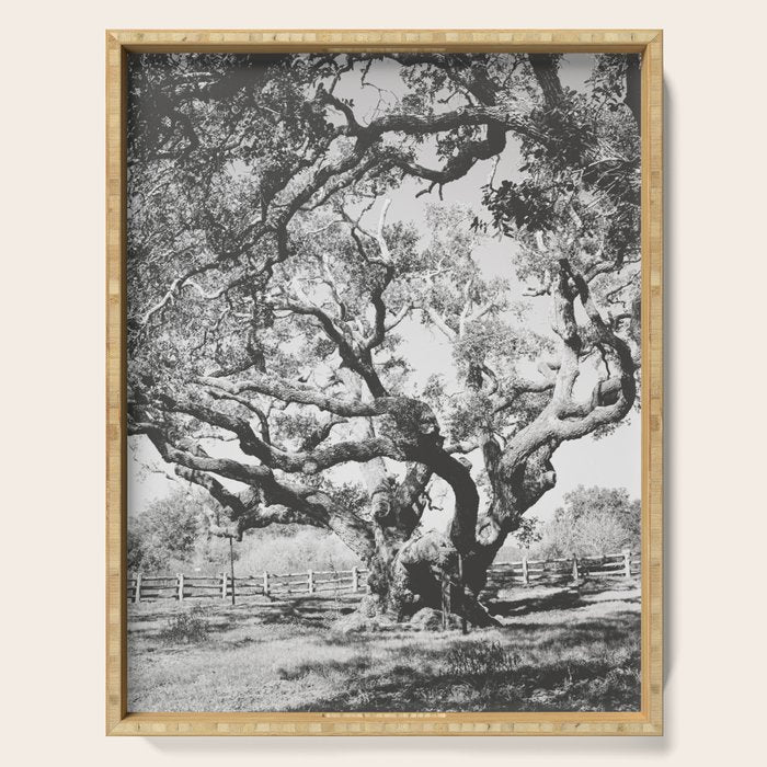 The Big Tree Rockport Texas Serving Tray Gallery Image 1