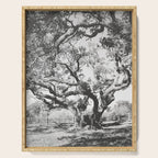 The Big Tree Rockport Texas Serving Tray Gallery Image 1