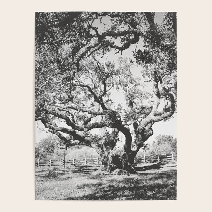The Big Tree Rockport Texas Poster Gallery Image 4