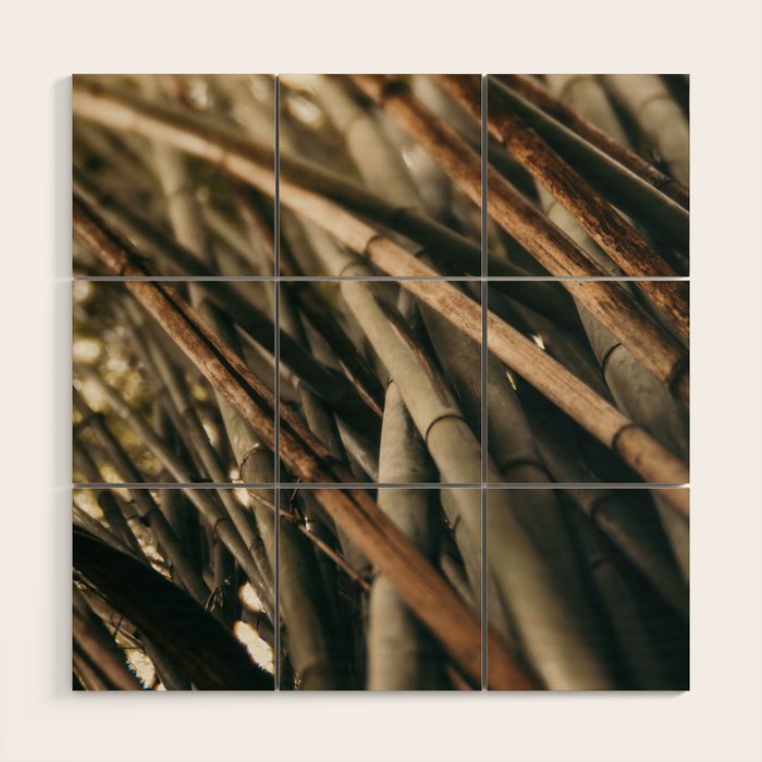 Bamboo Study 2 Wood Wall Art Gallery Image 1