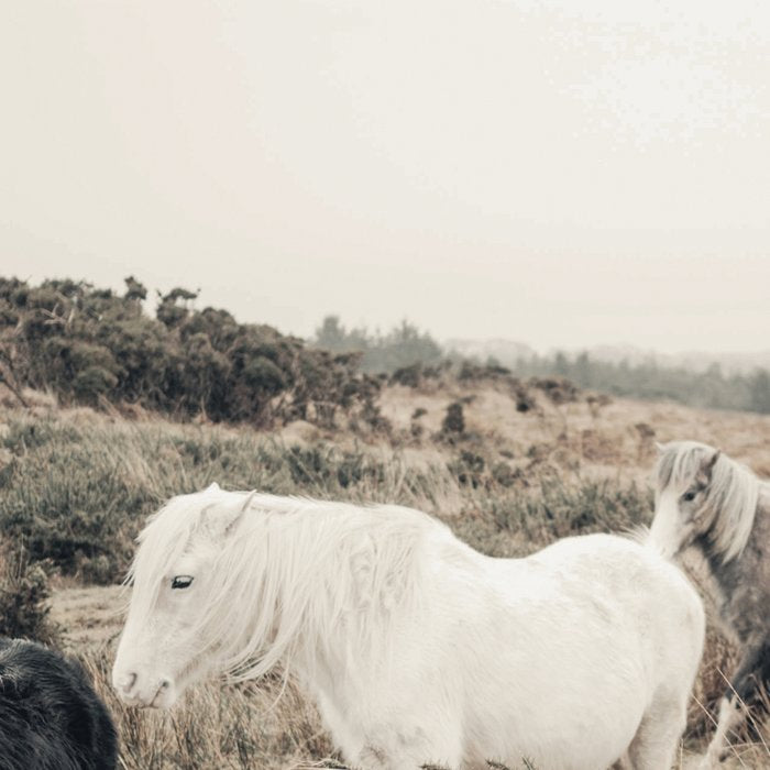 Wild horses on the endless highlands 3 Coffee Mug Gallery Image 2