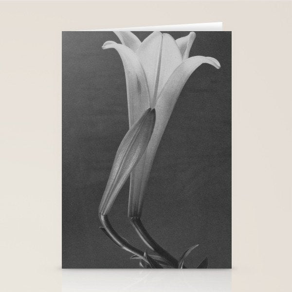 Tulip Blossoms floral black and white photography / photograph Stationery Card Gallery Image 2
