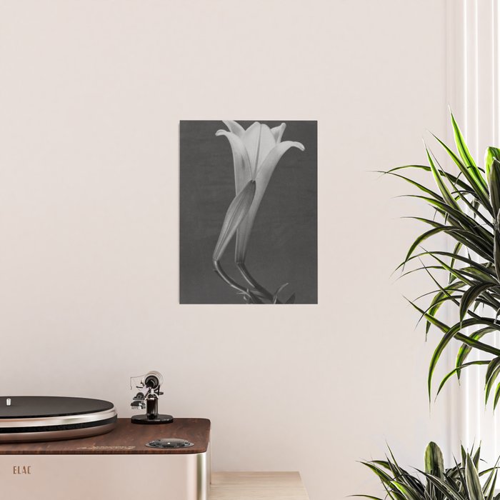 Tulip Blossoms floral black and white photography / photograph Poster Gallery Image 2