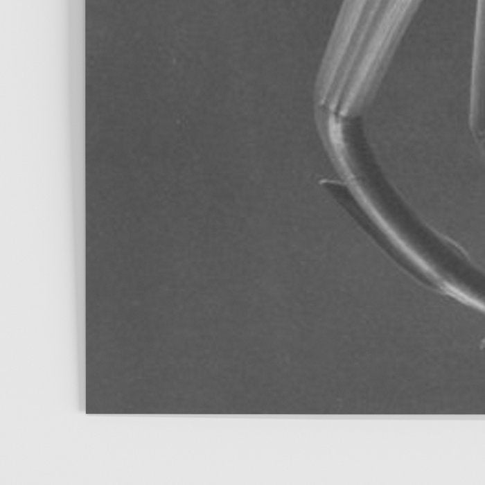 Tulip Blossoms floral black and white photography / photograph Poster Gallery Image 3