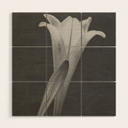 Tulip Blossoms floral black and white photography / photograph Wood Wall Art Gallery Image 1
