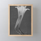 Tulip Blossoms floral black and white photography / photograph Mini Art Print Gallery Image 1