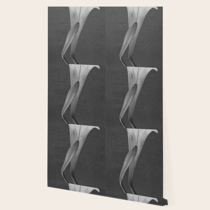 Tulip Blossoms floral black and white photography / photograph Wallpaper Gallery Image 2