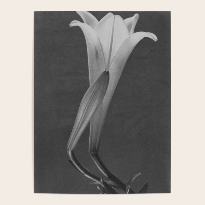 Tulip Blossoms floral black and white photography / photograph Poster Gallery Image 1