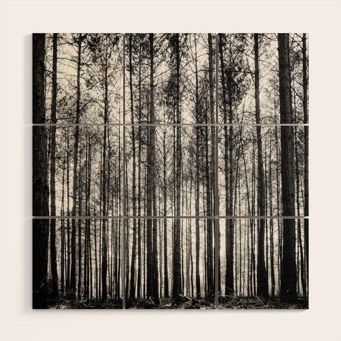 trees in forest landscape - black and white nature photography Wood Wall Art Gallery Image 1