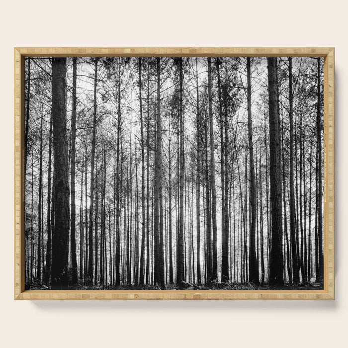 trees in forest landscape - black and white nature photography Serving Tray Gallery Image 1