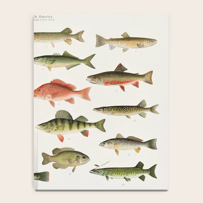 Illustrated North America Game Fish Identification Chart Notebook Gallery Image 4