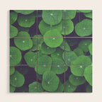 Nasturtium Leaves - botanical leaf plant photograph Wood Wall Art Gallery Image 1