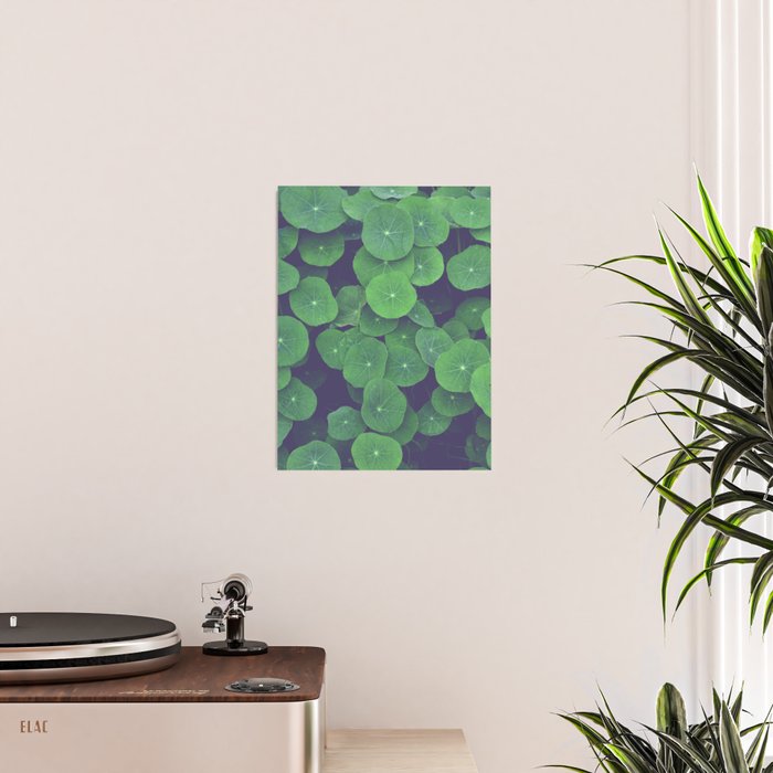 Nasturtium Leaves - botanical leaf plant photograph Poster Gallery Image 2