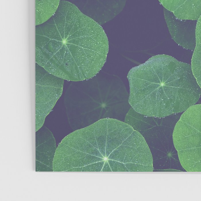 Nasturtium Leaves - botanical leaf plant photograph Poster Gallery Image 3