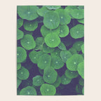 Nasturtium Leaves - botanical leaf plant photograph Poster Gallery Image 4
