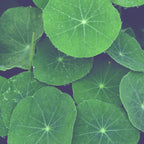 Nasturtium Leaves - botanical leaf plant photograph Coffee Mug Gallery Image 2