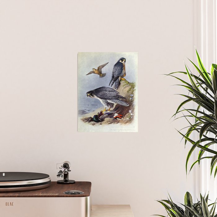Gyr Falcon and Peregrine Falcon by Archibald Thorburn, 1915 (benefitting The Nature Conservancy) Poster Gallery Image 2