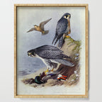 Gyr Falcon and Peregrine Falcon by Archibald Thorburn, 1915 (benefitting The Nature Conservancy) Serving Tray Gallery Image 1