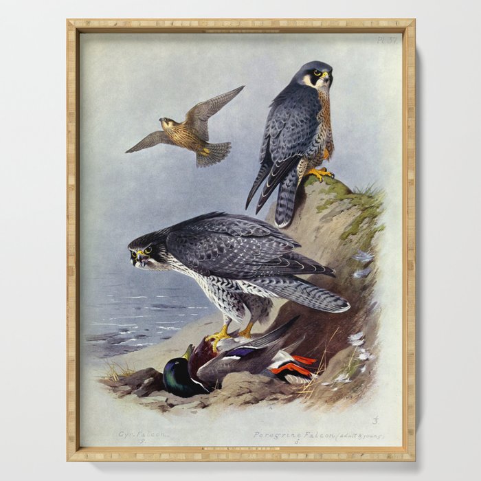 Gyr Falcon and Peregrine Falcon by Archibald Thorburn, 1915 (benefitting The Nature Conservancy) Serving Tray Gallery Image 1