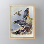 Gyr Falcon and Peregrine Falcon by Archibald Thorburn, 1915 (benefitting The Nature Conservancy) Mini Art Print Gallery Image 1