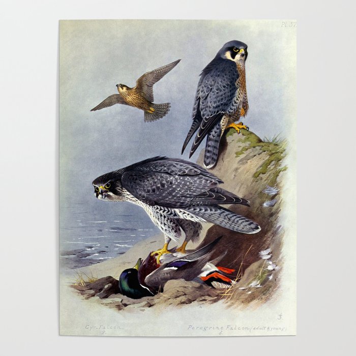Gyr Falcon and Peregrine Falcon by Archibald Thorburn, 1915 (benefitting The Nature Conservancy) Poster Gallery Image 1