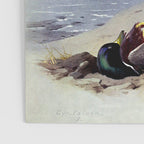 Gyr Falcon and Peregrine Falcon by Archibald Thorburn, 1915 (benefitting The Nature Conservancy) Poster Gallery Image 3