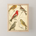 Crossbills from The Edinburgh Journal, 1835 (benefitting The Nature Conservancy) Mini Art Print Gallery Image 1