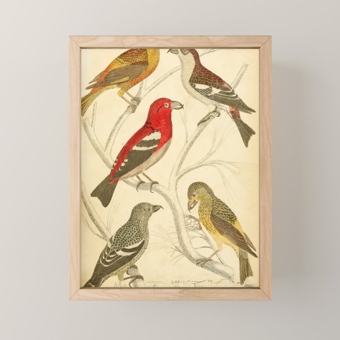Crossbills from The Edinburgh Journal, 1835 (benefitting The Nature Conservancy) Mini Art Print Gallery Image 1